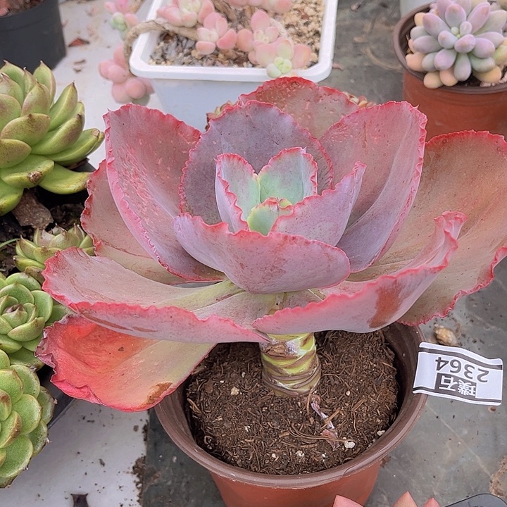 蓝色妖姬2364多肉植物