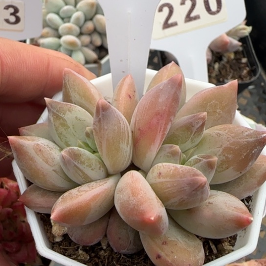 237 一物一拍满18包邮