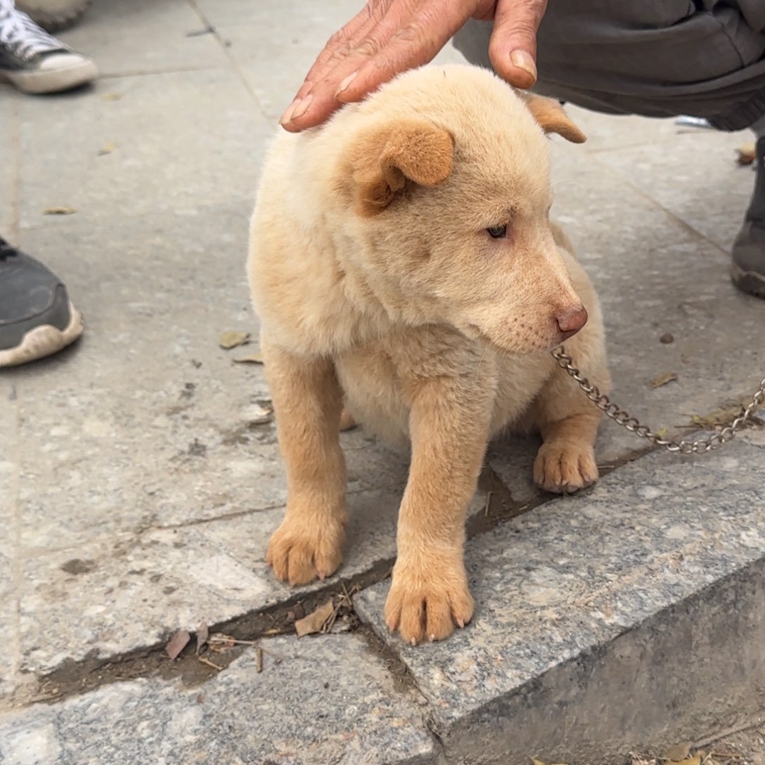 中华田园犬小弟弟