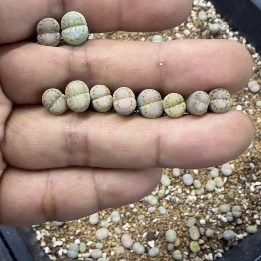 超***球超级宝乐球生石花大棚直播