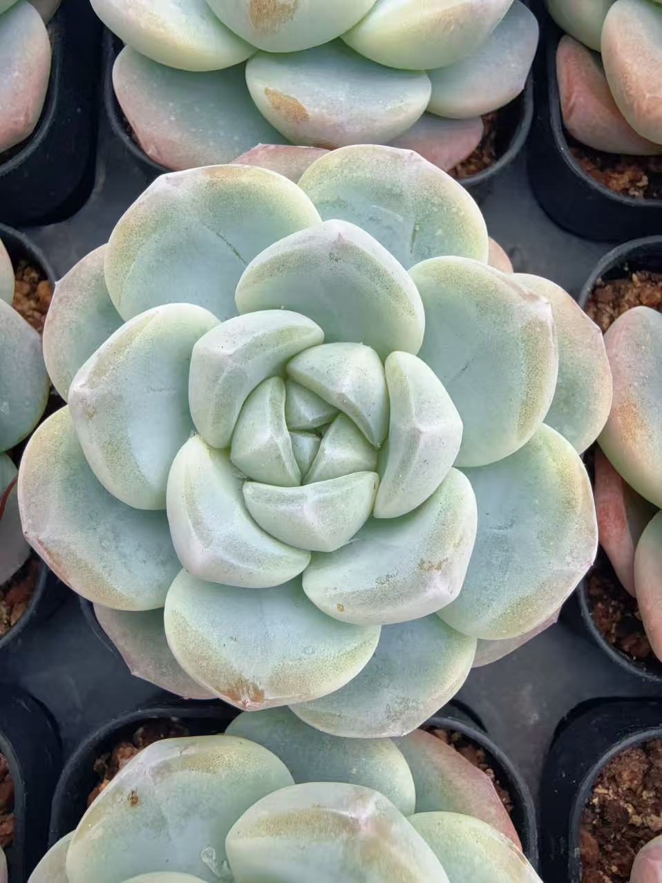 12月9日晚50#胖胖冰（4-7cm）带盆土