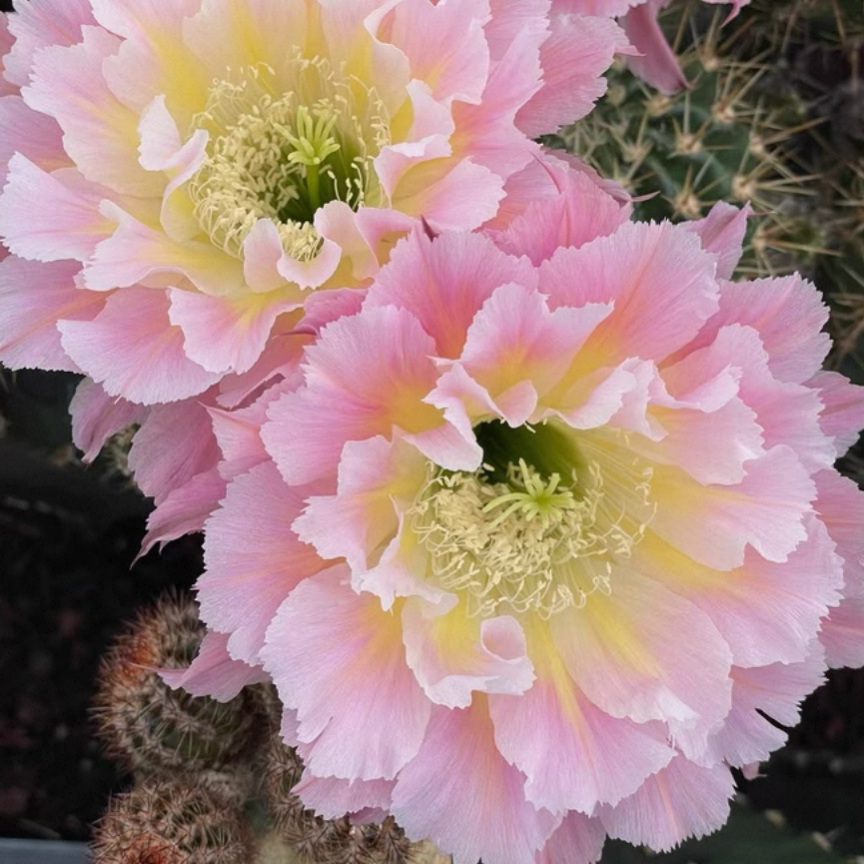 彩，凤羽42，侧芽，环境不同花色花型颜色深浅不同属正常介意勿拍