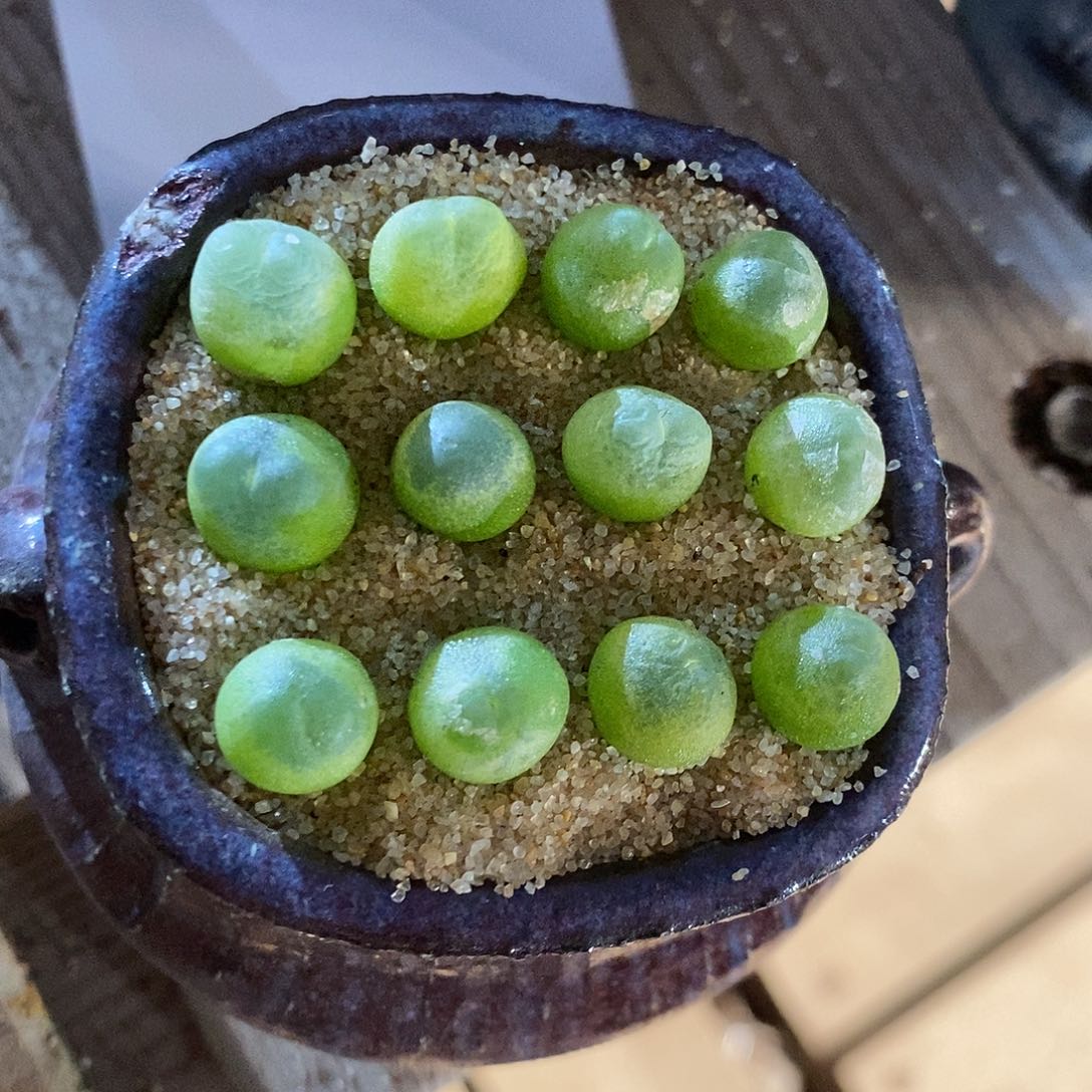 28419。 一组紫皮拉登。