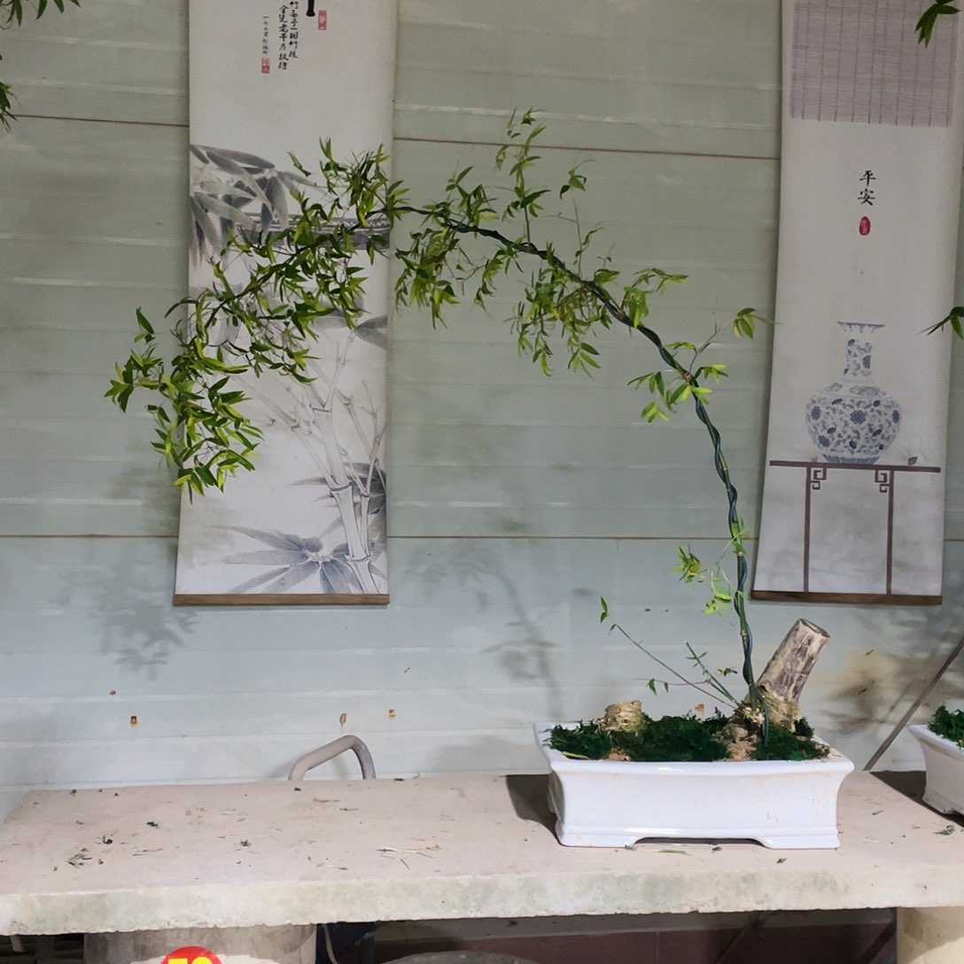 小叶簕竹熟桩陶瓷盆一物一拍