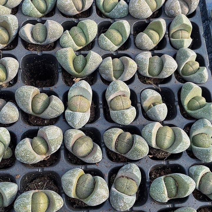 小元宝1元带土规划