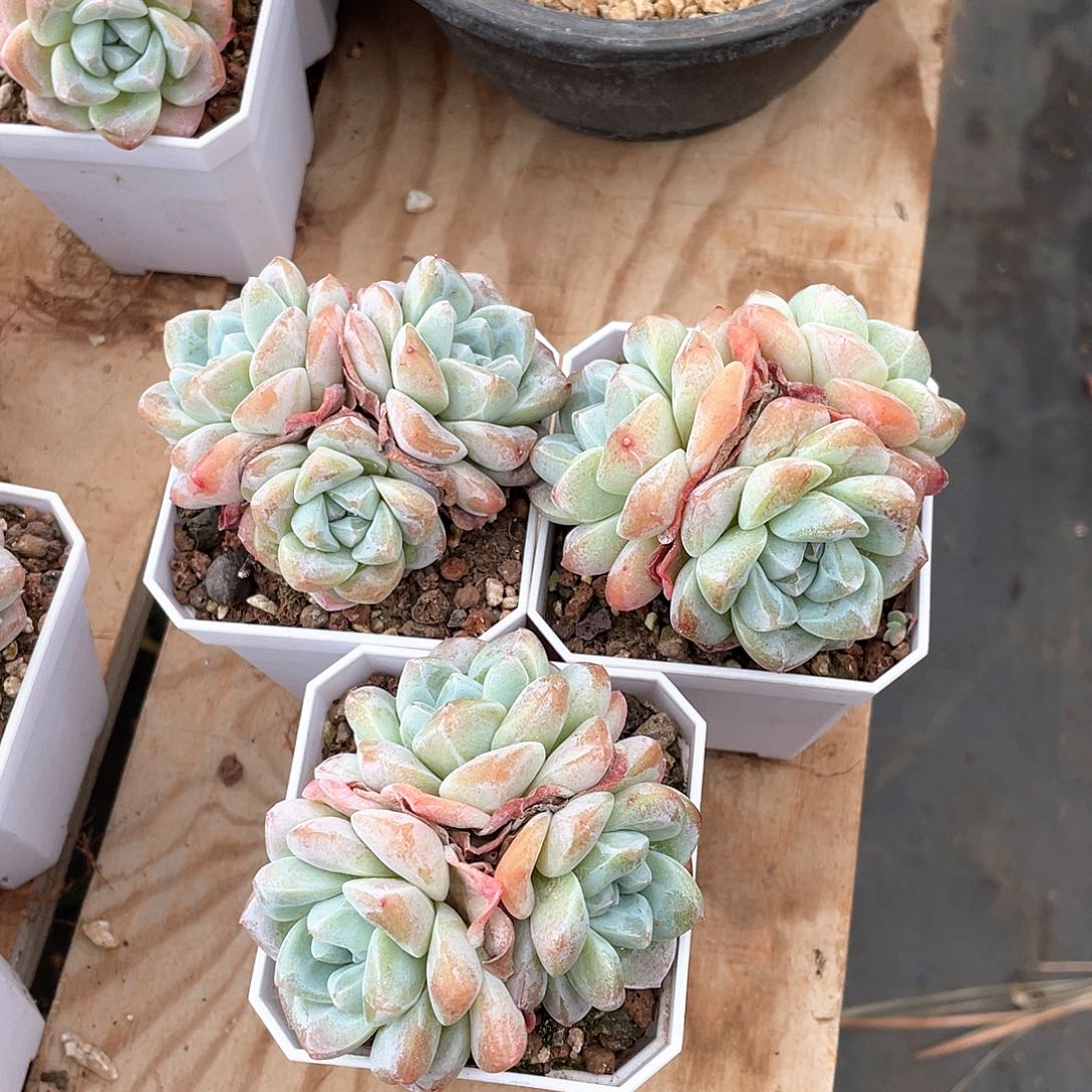 多肉植物多肉植物