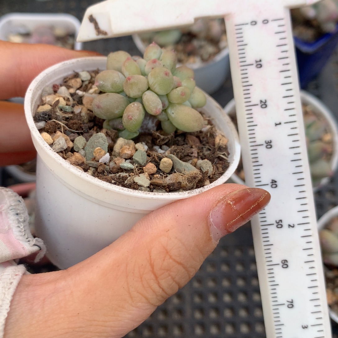 板子有砍 不满28发到付 发一片叶 