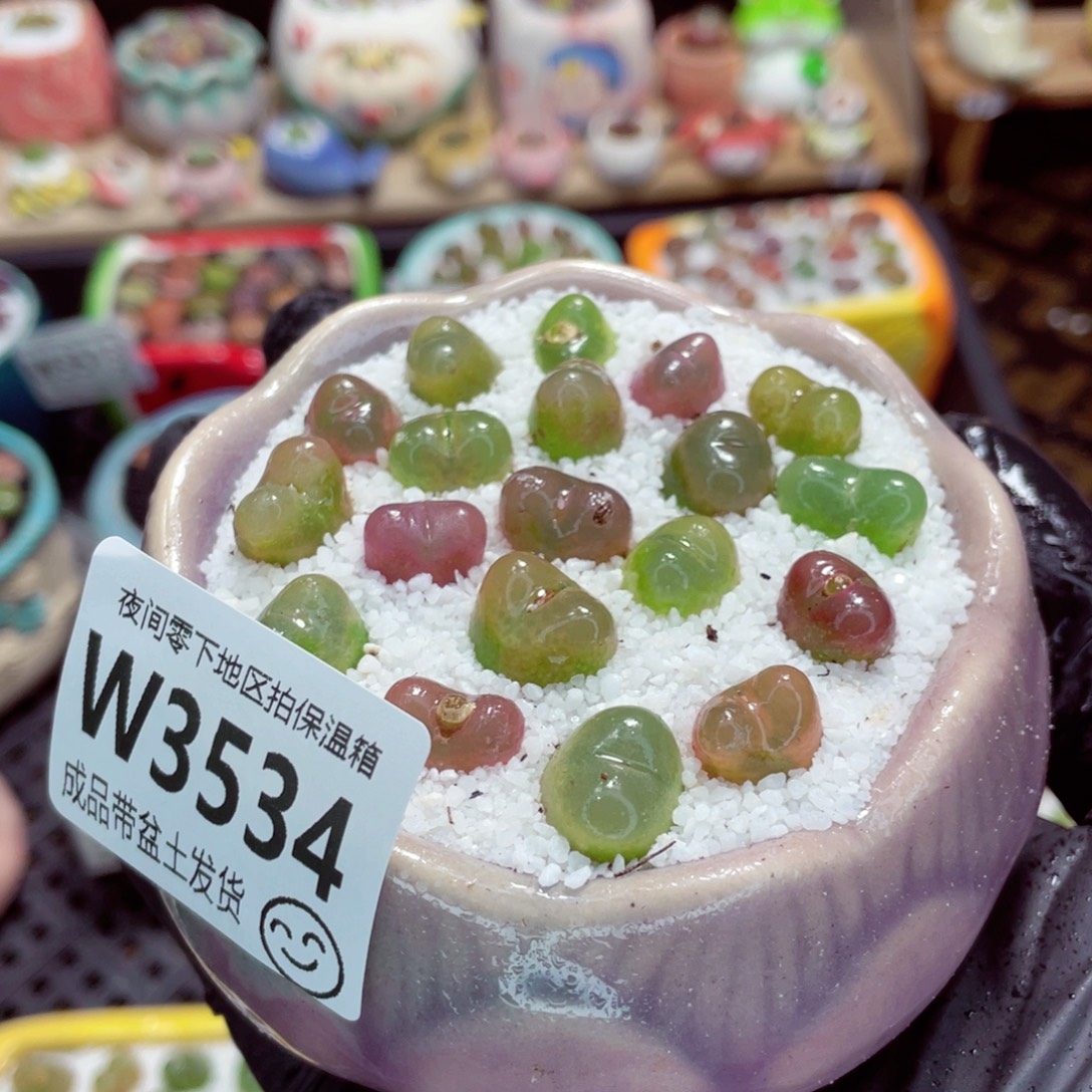 夜间零下地区拍保温箱w3534