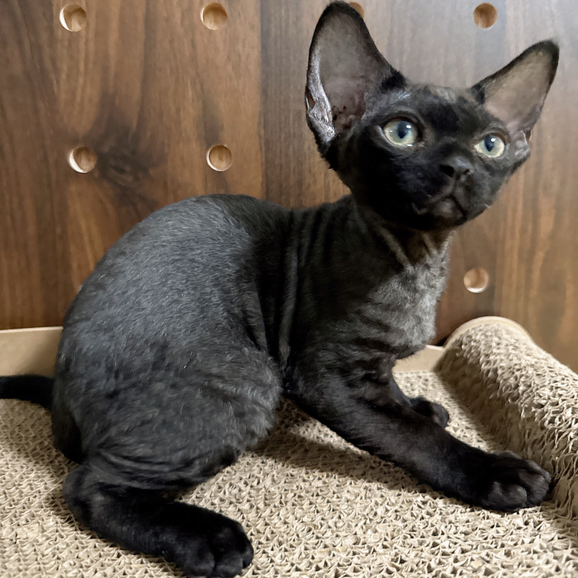 德文卷毛猫纯黑妹妹629