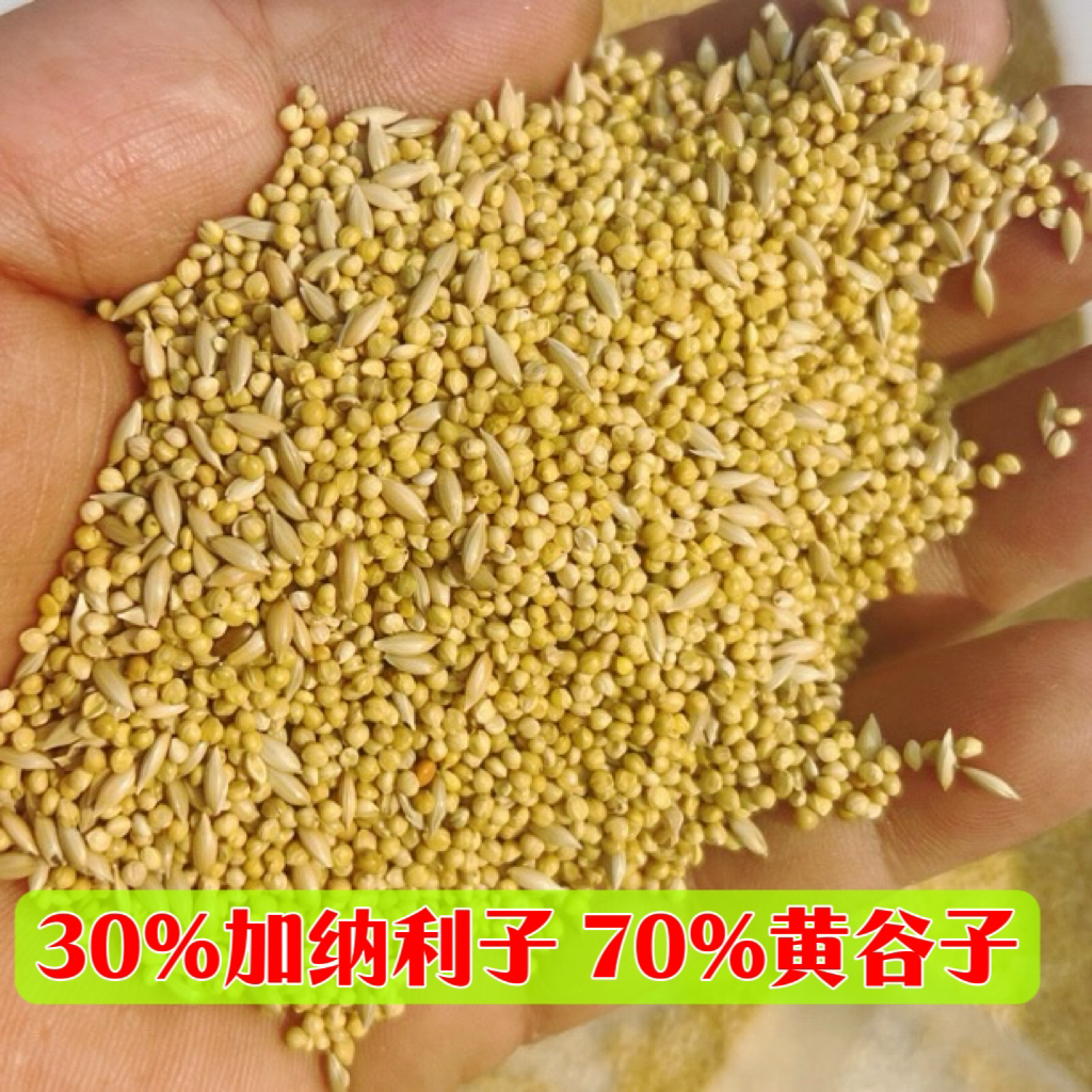 虎皮主粮黄谷子加纳利子小鸟活体养护粮鸟粮种子鹦鹉鸟粮