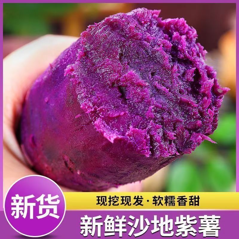 沙地紫薯新鲜现挖紫番薯软糯香甜地瓜板栗红薯蜜薯蔬菜当季鲜果