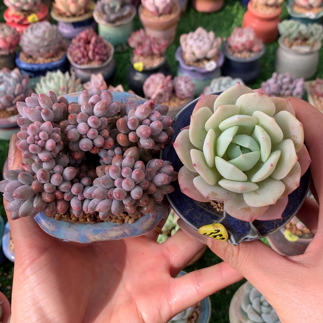 带盆  婴儿手指➕恋曲       