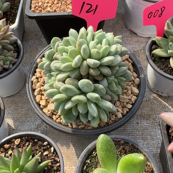 121百达翡翠新号福利价