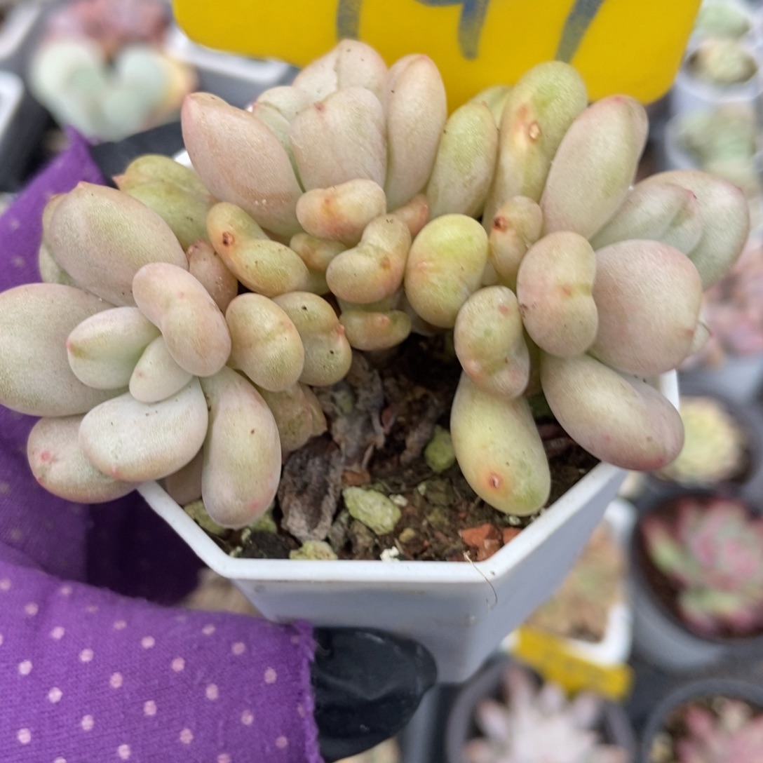 941比尔盖茨多肉植物