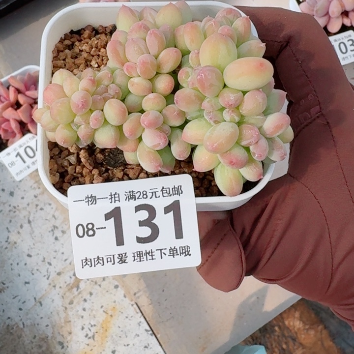 三日月美人缀化多肉无盆土发货
