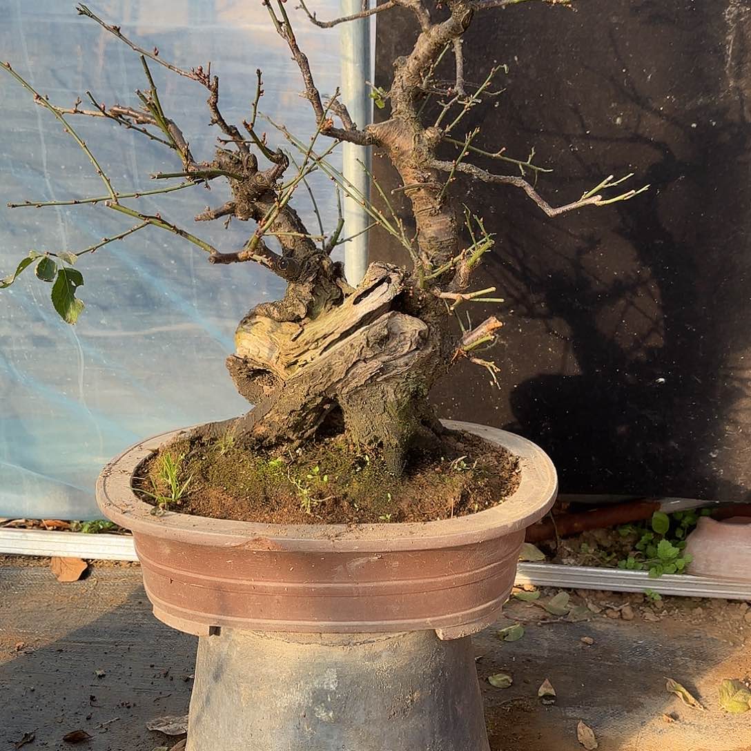 无花朵梅花盆景造型盆景造型