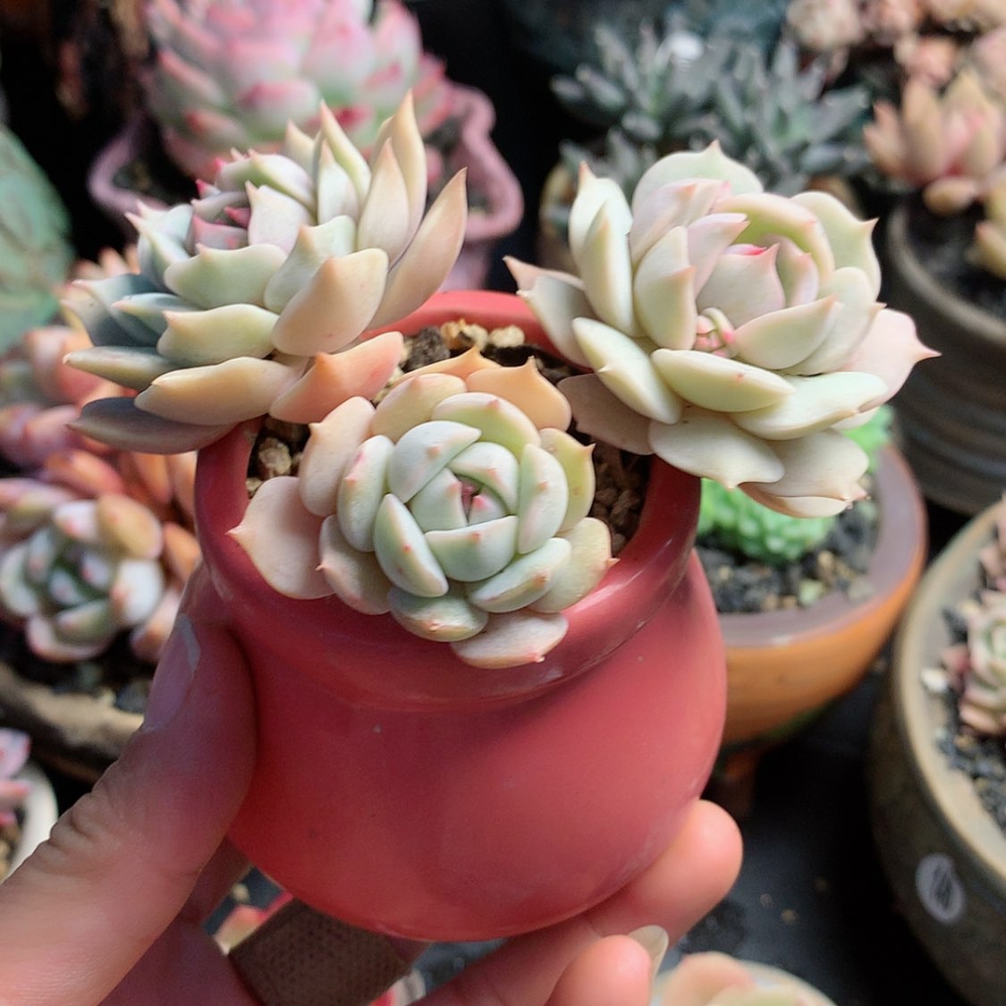 【闪购商品】水****～水彩带盆