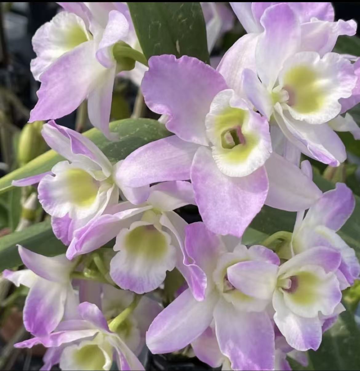 【香水春石斛 】会转色 好养易活懒人盆栽 花期长浓香