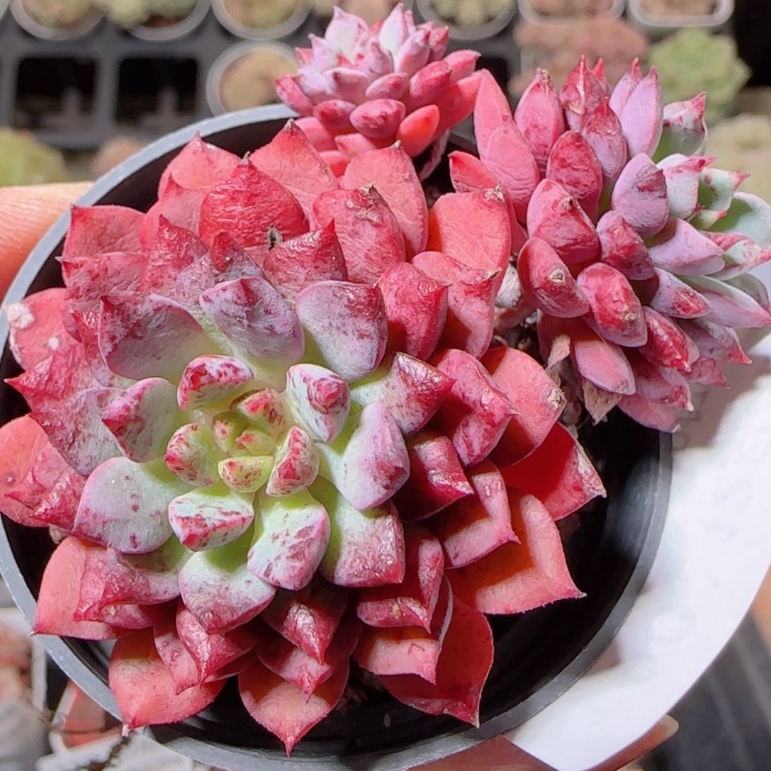 花语多肉1208-190老佛爷