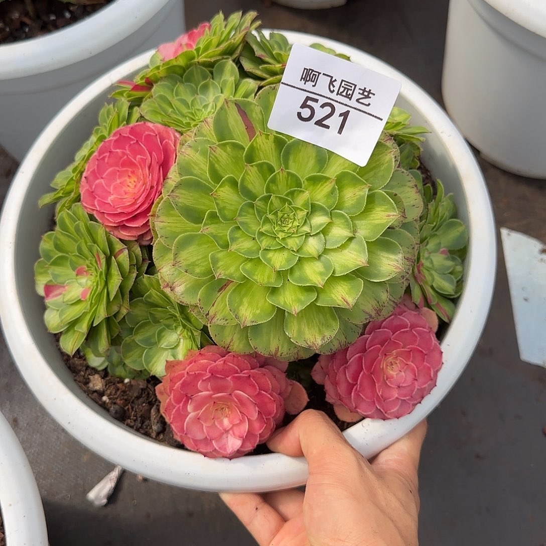 521多肉 知否福利