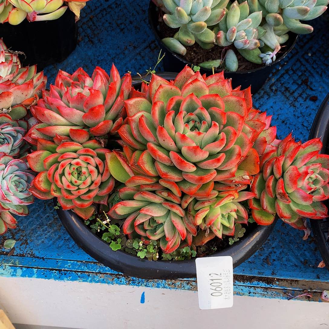 憨***憨     瑞安娜多头06012