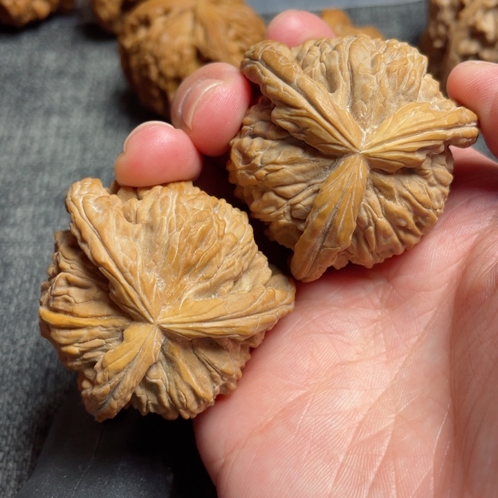 工艺三棱白狮子三棱43