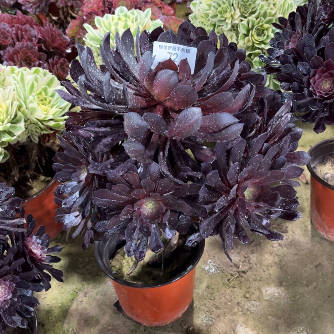 72黑铜壶多肉植物法师