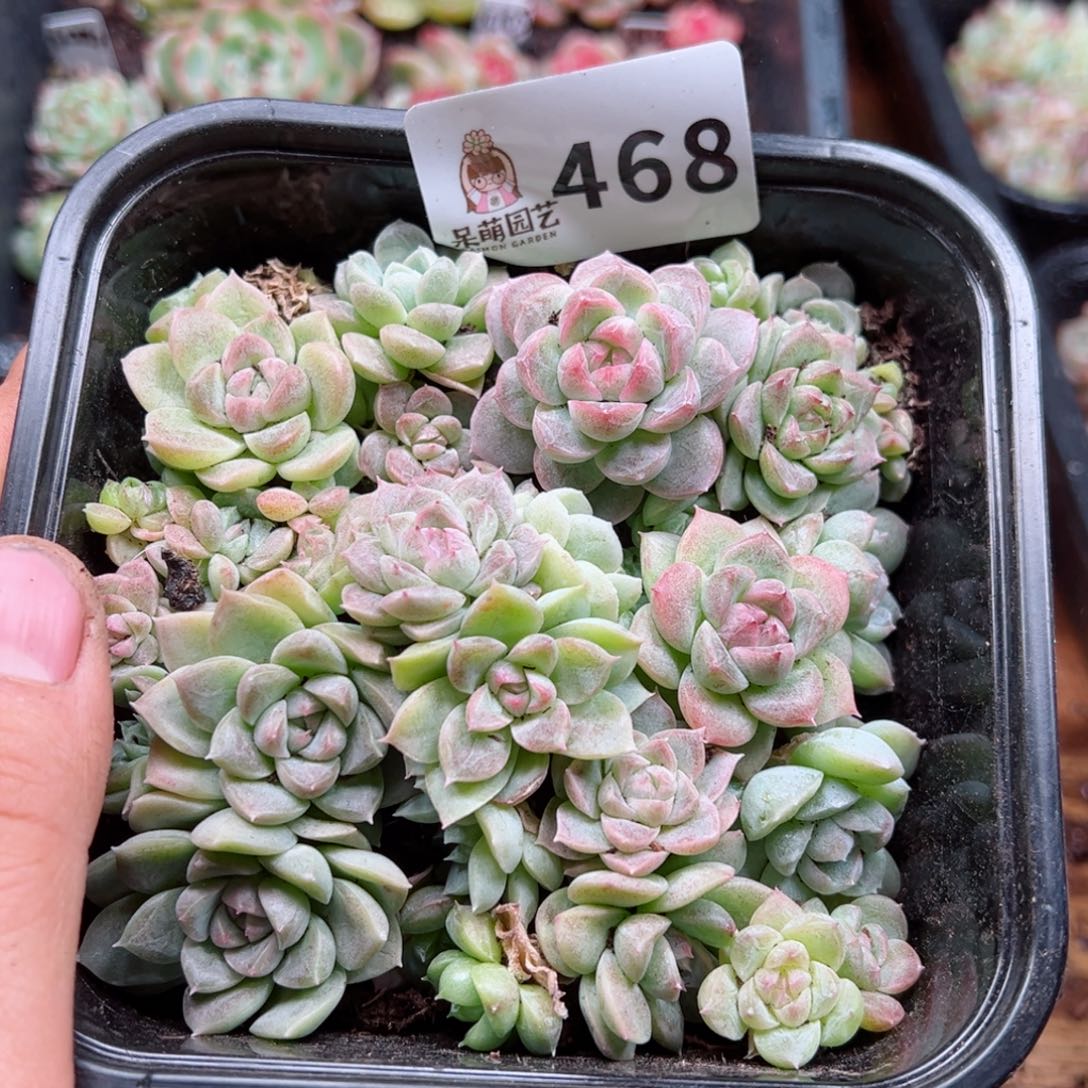 多肉植物多肉植物