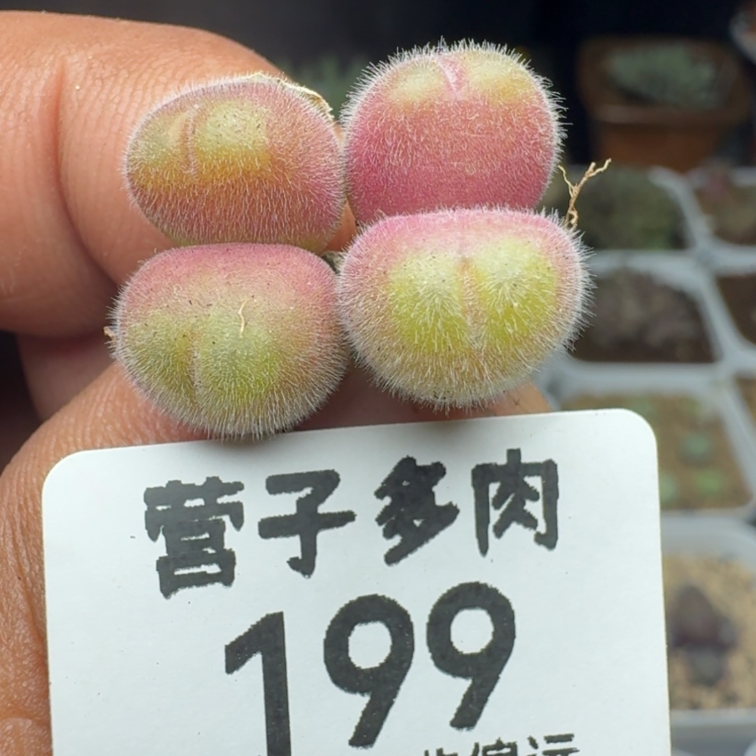 长毛两颗。双头。              