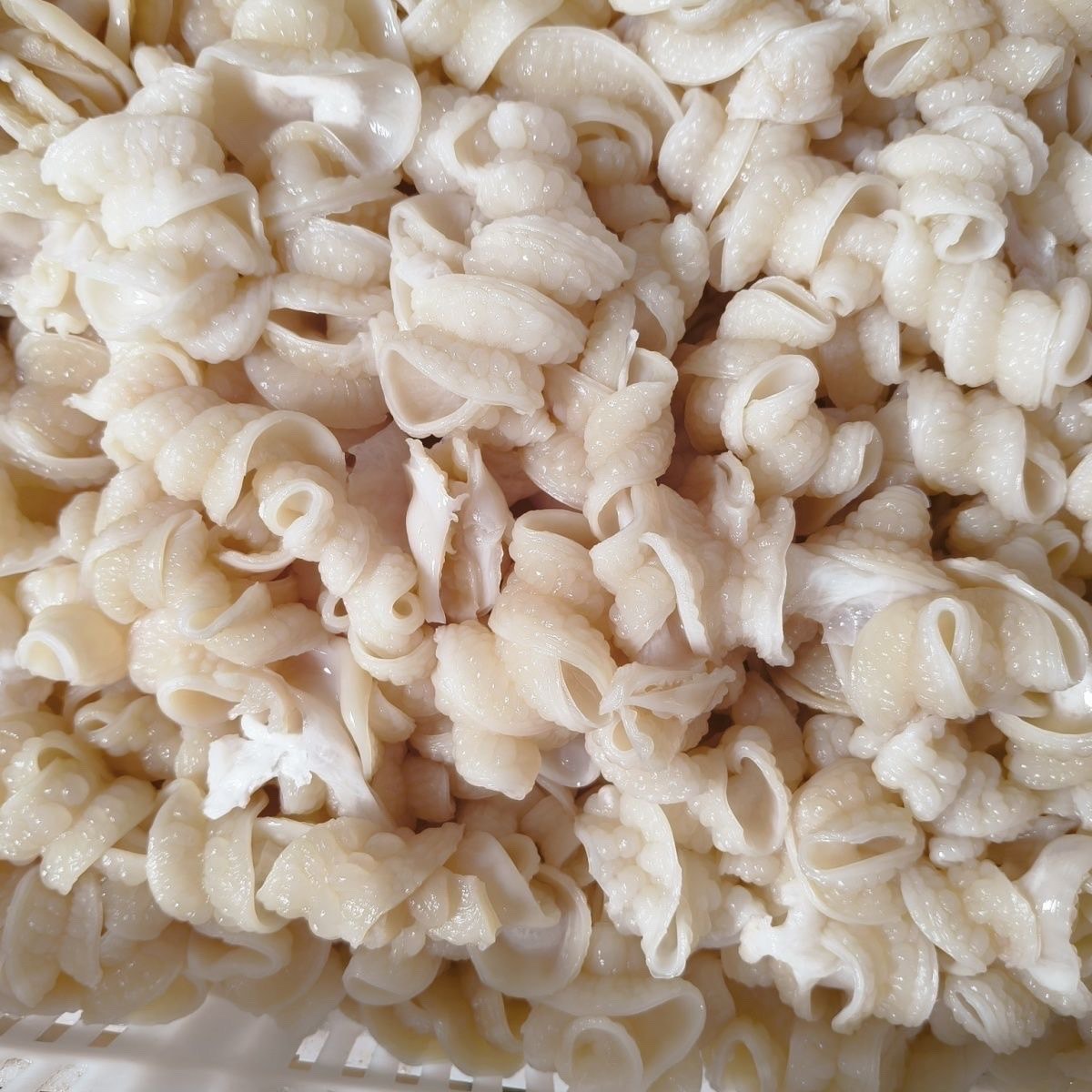 新鲜鲨鱼肠 海鲜 顺丰冷链厦门发货