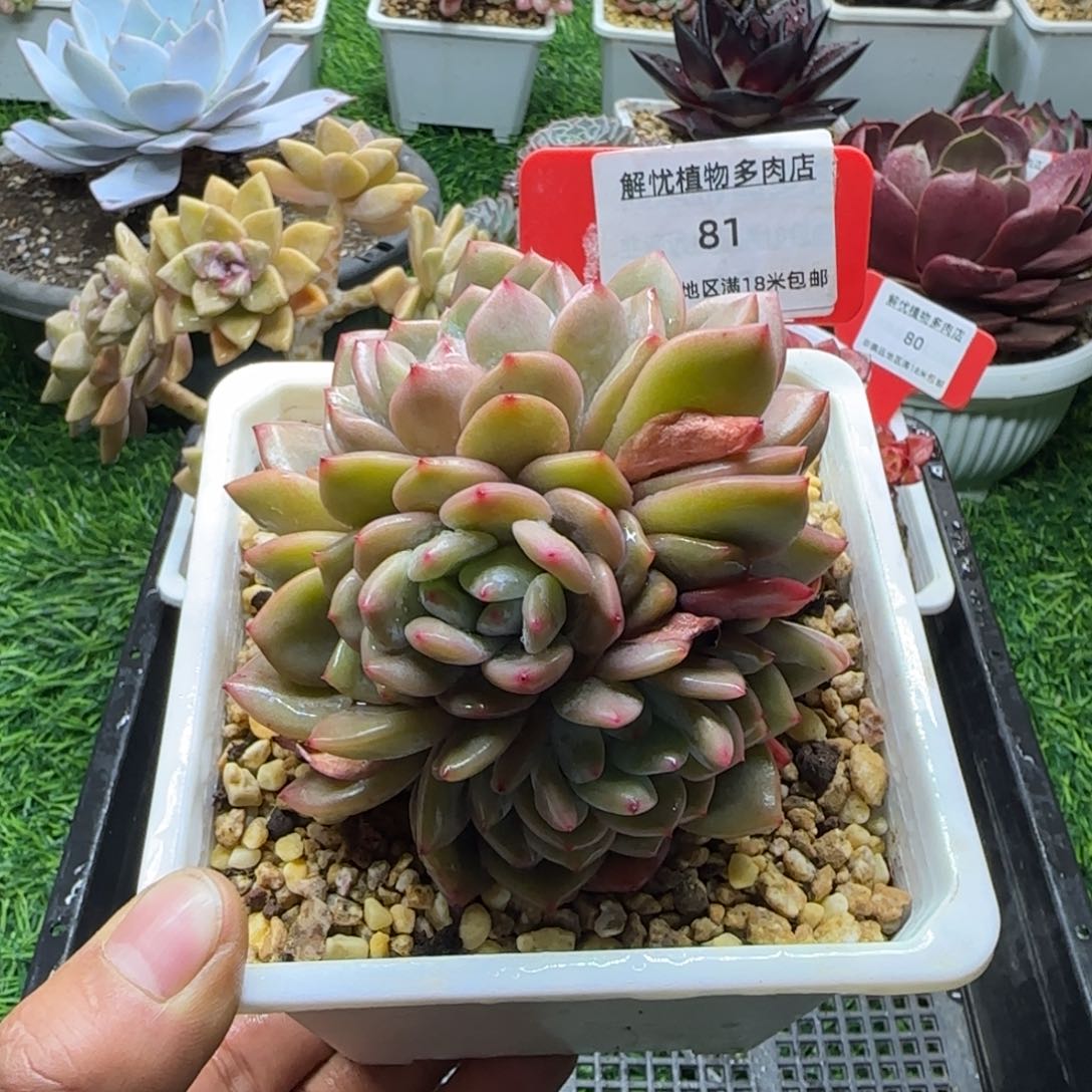 解忧多肉植物编号81