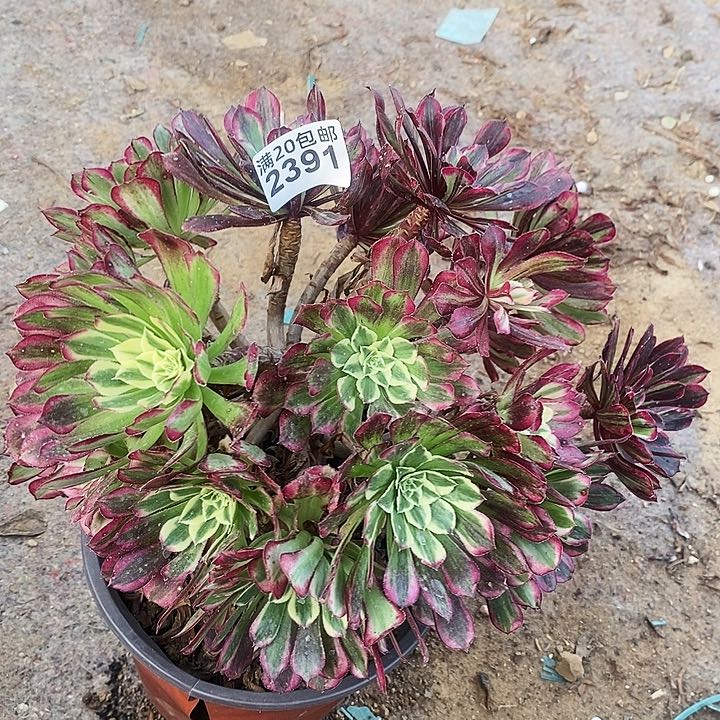 2391 一颗同花顺法师