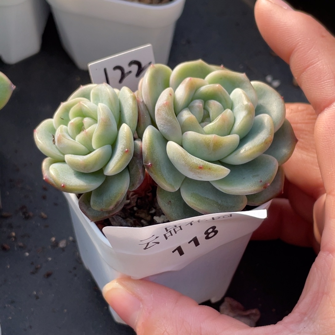 118号糖心冰心珍妮 云景珍妮