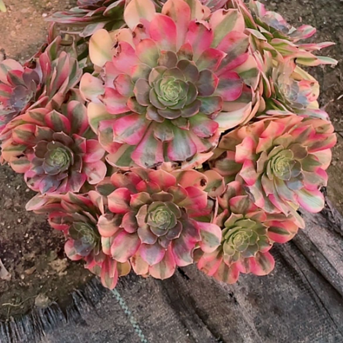 【闪购商品】法师好看也好