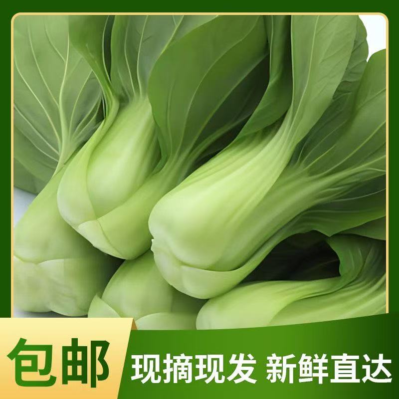 【新鲜现摘】当季（上海青）包邮