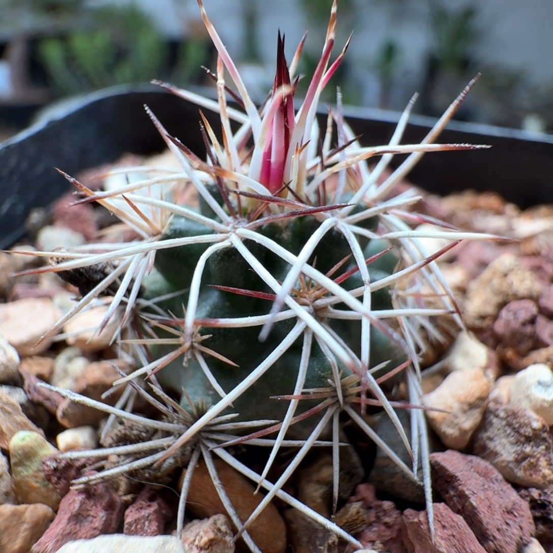 无花朵实生戴维斯青花虾尺寸2.3