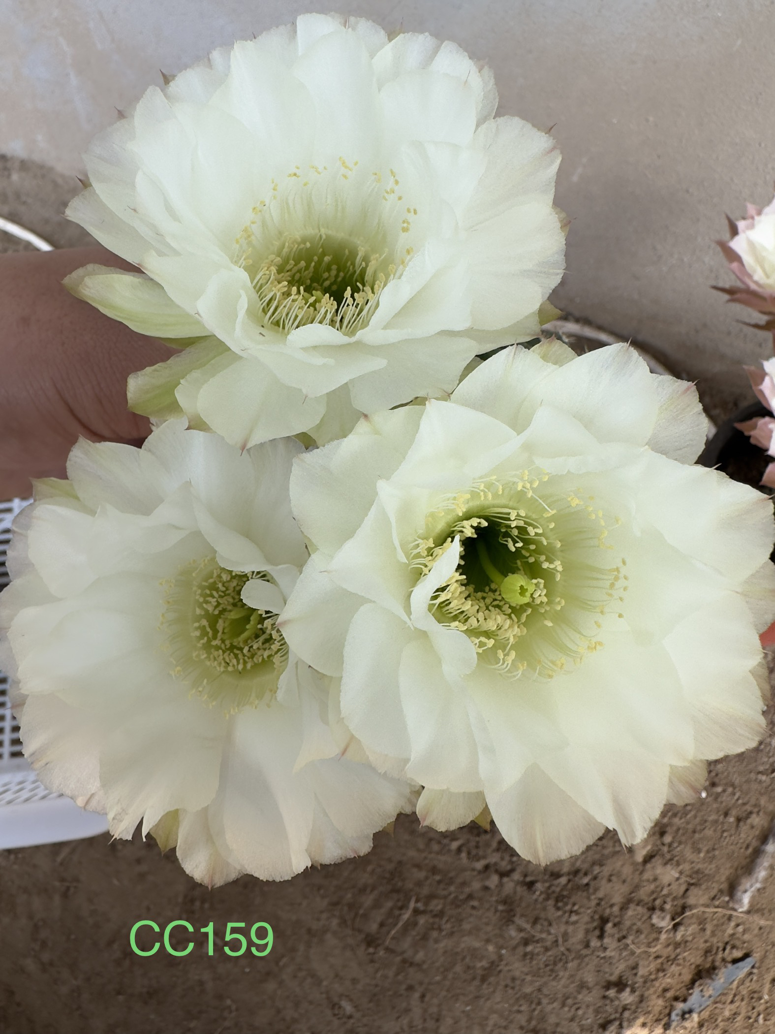 彩草无根侧芽歪小油菜