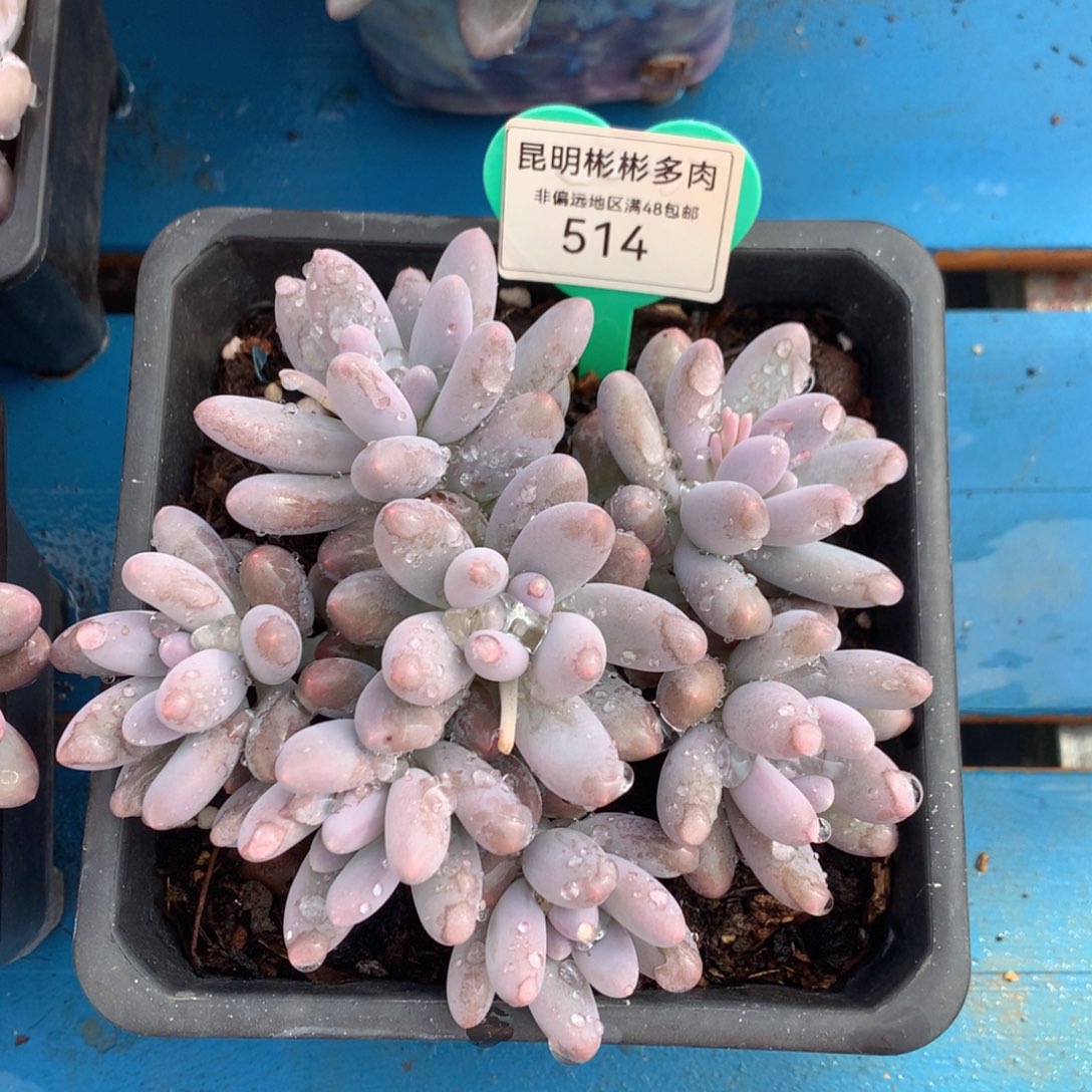 汤圆无砍平头捧花514