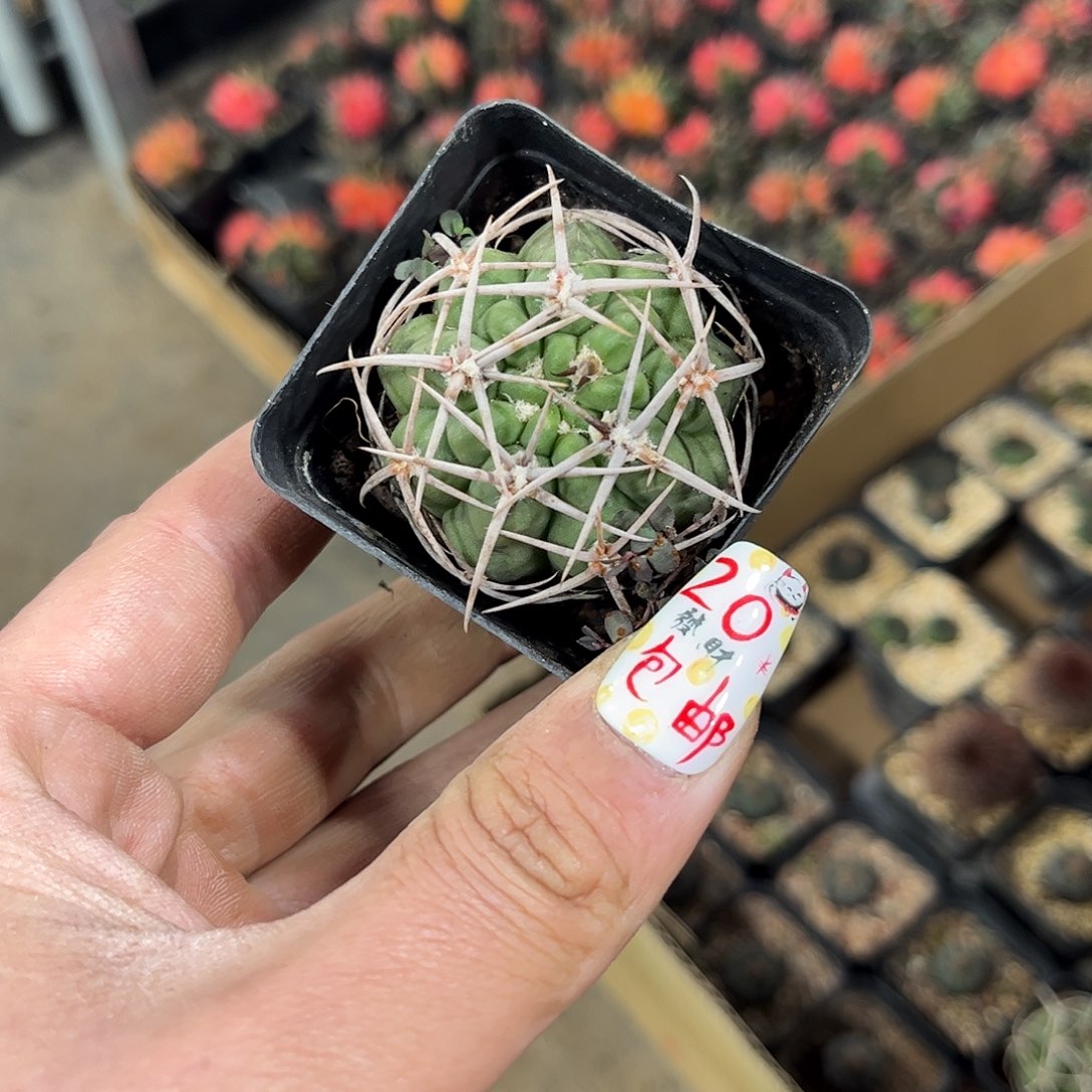 包刺碧岩玉单头发货有根