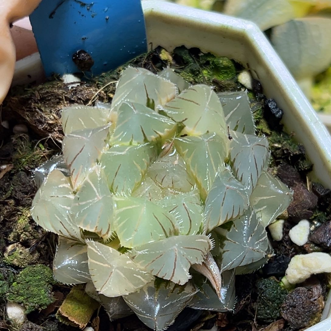 恭喜发财大吉大利0284白赤线