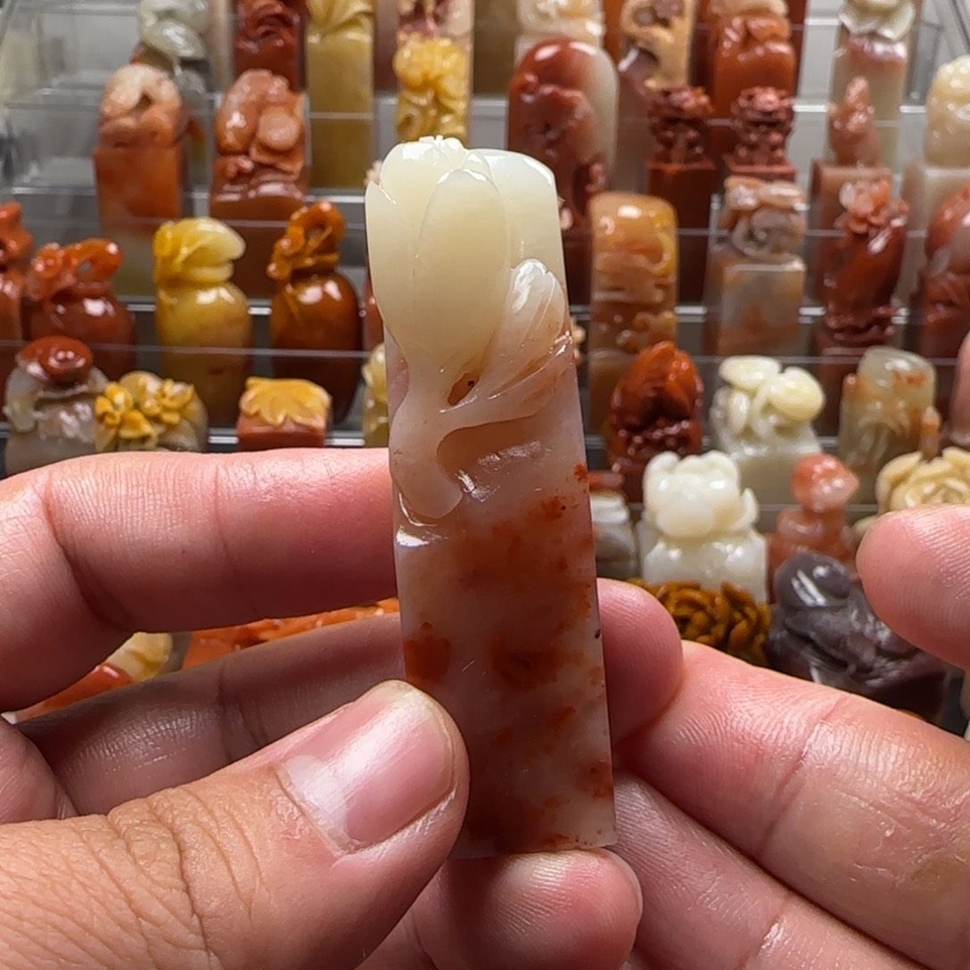 老挝石玉兰 1.7×6.4