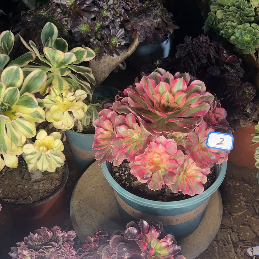 2女巫法师多肉植物