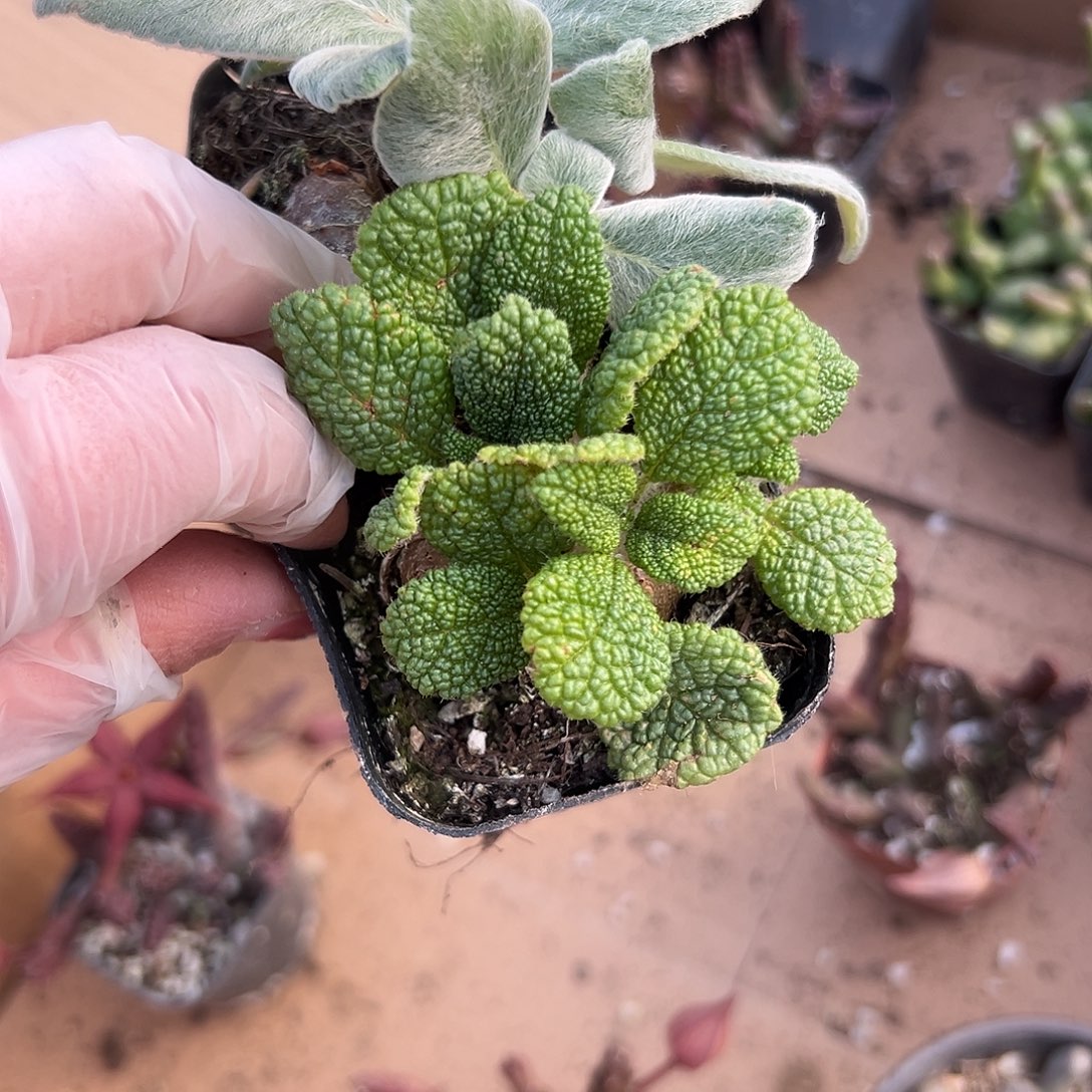 多肉植物多肉植物