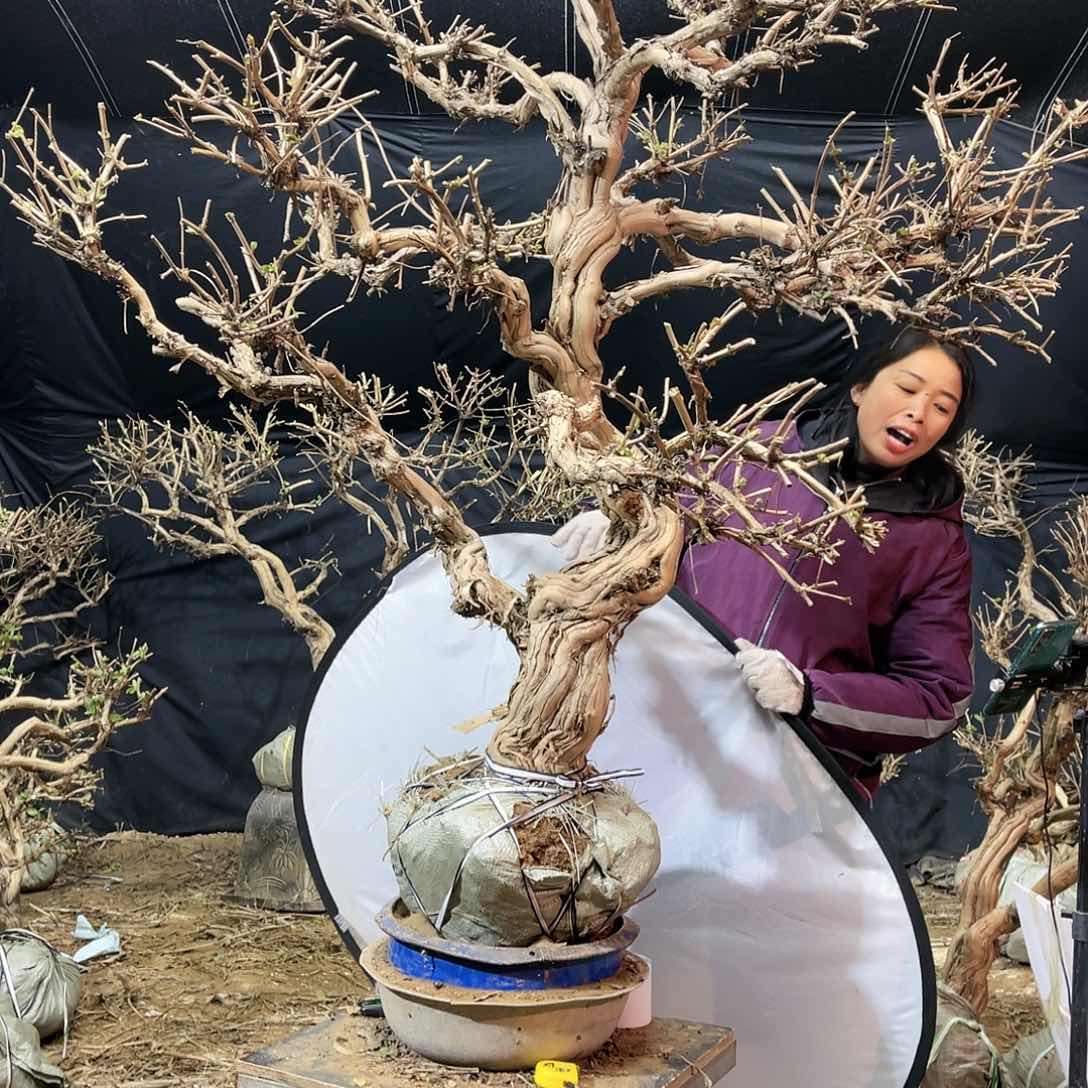 金银花的故事是一个人的