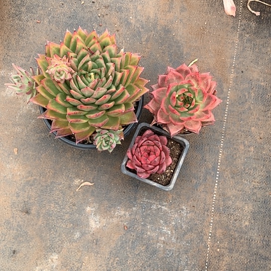 知*每日特价活动开始啦