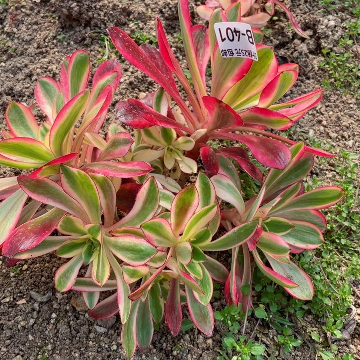 401红膜女多肉12345678