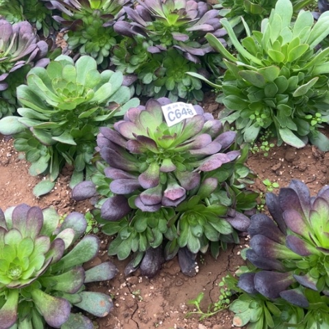 648黑膜不包断枝多肉