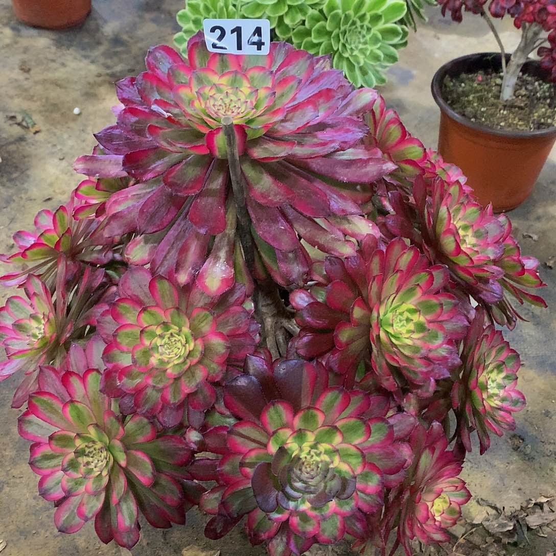 ?**?多肉红腹轮214.000000