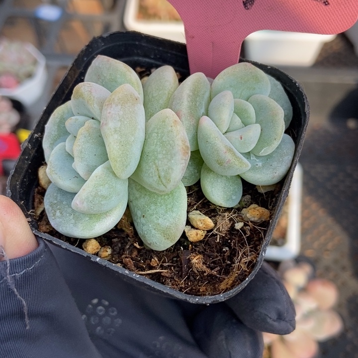 2092冰玉石化多肉植物保护