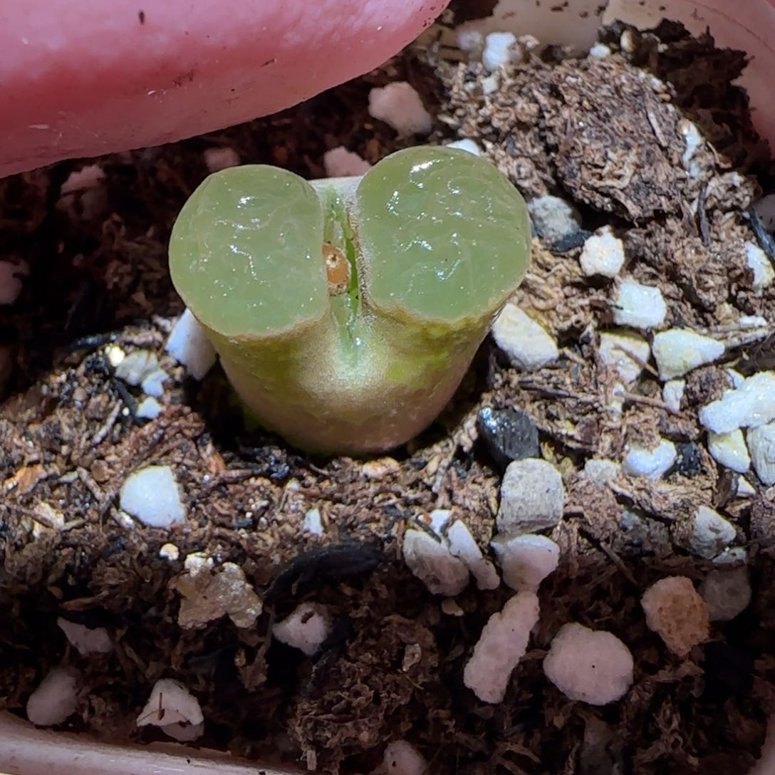 肉锥多肉植物百科-磁铁1582